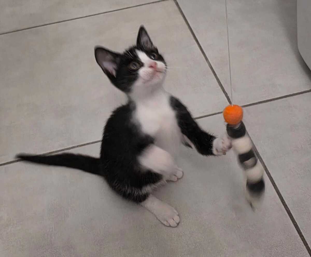 Adoption Yuzu