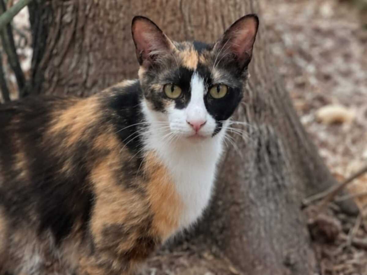 Adoption Chanel