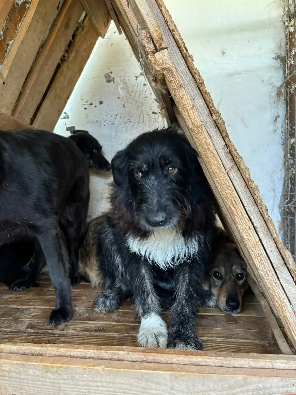 Adoption Merzhin