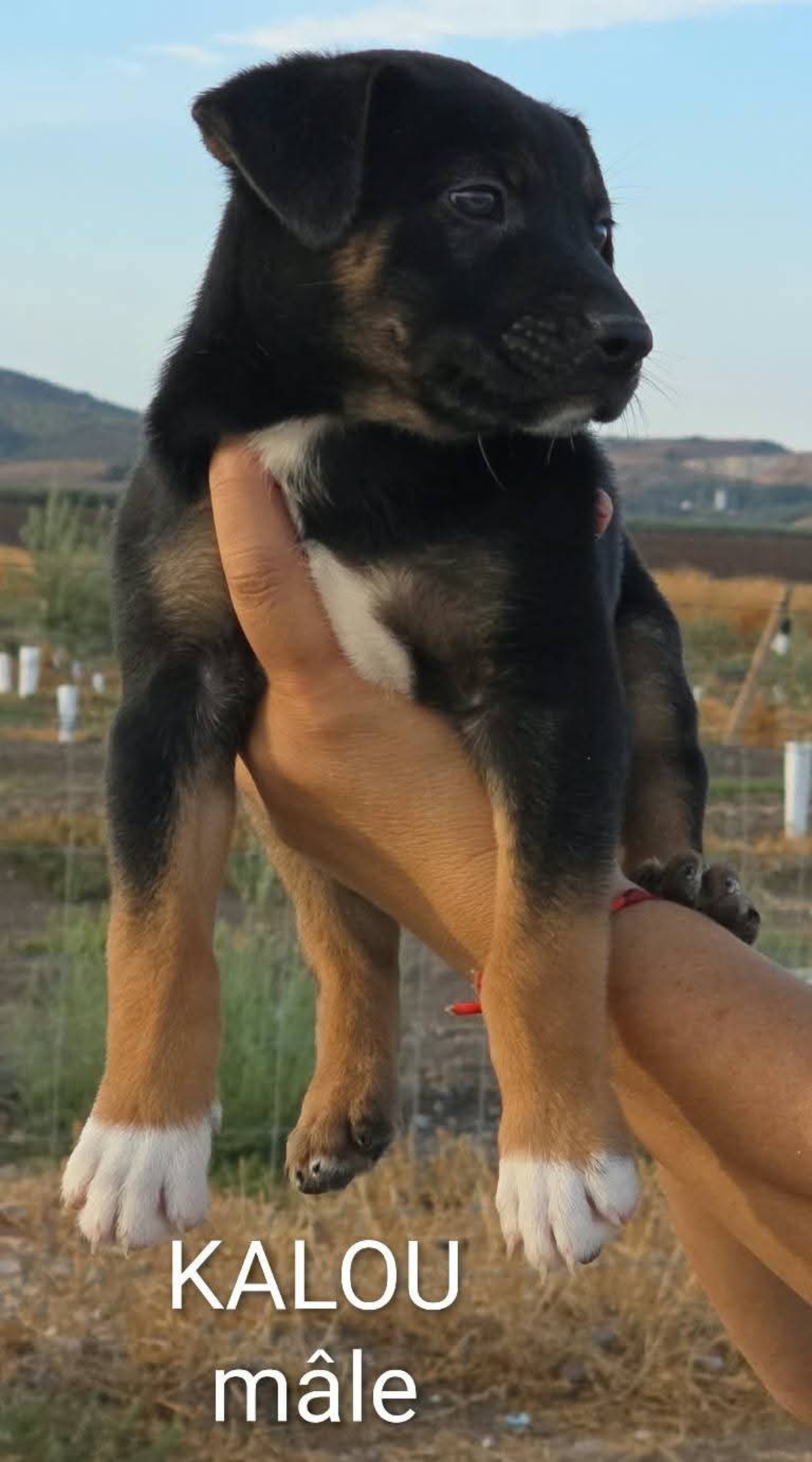 Adoption Kalou