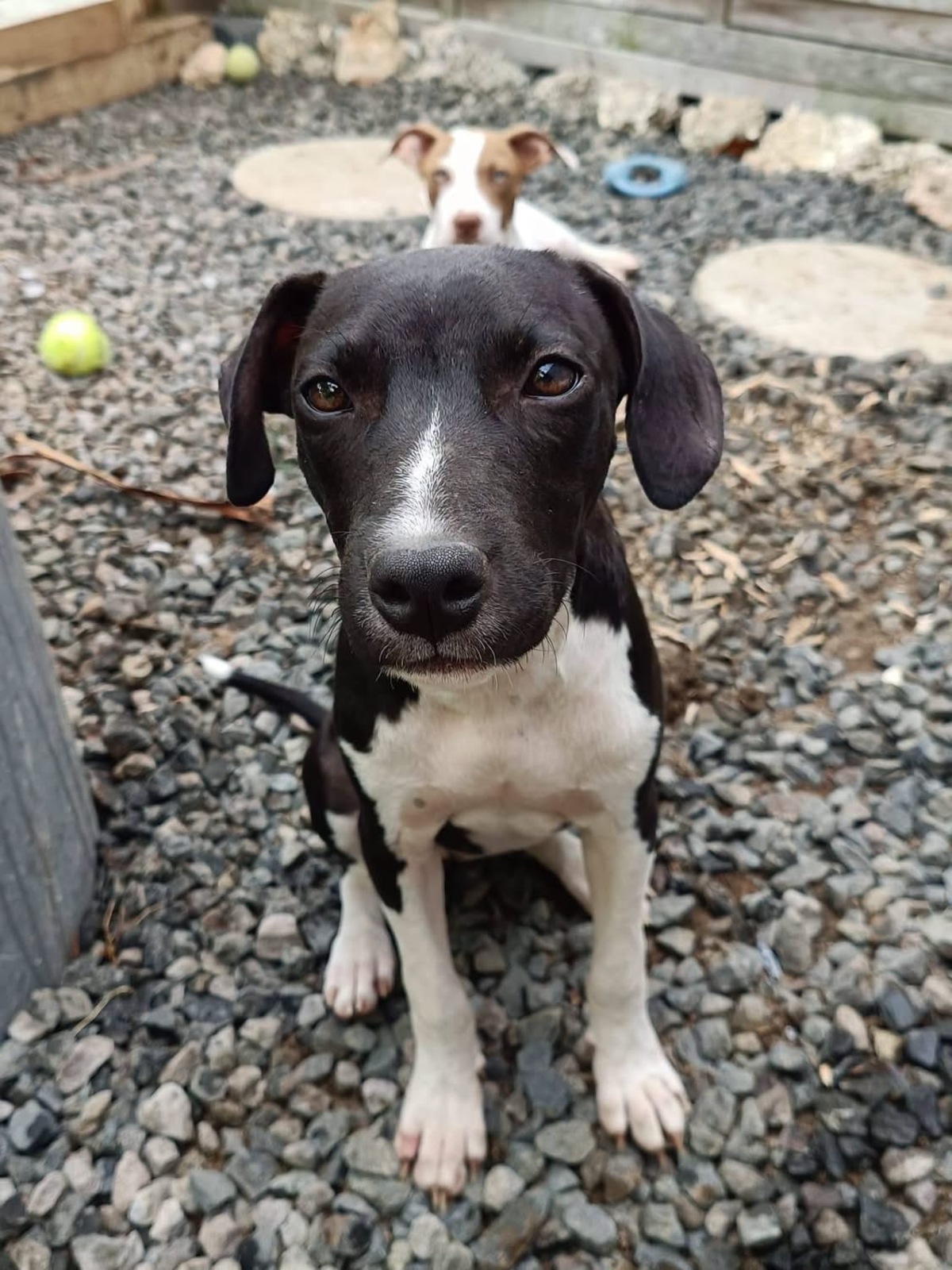 Adoption Bora