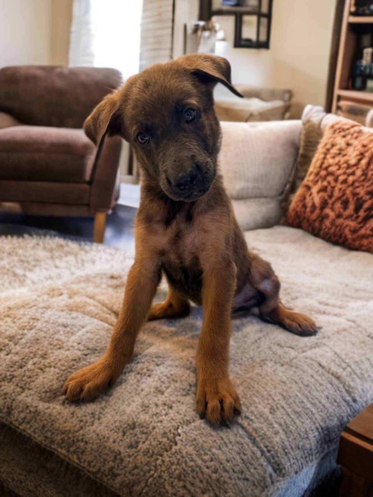 Adoption Poxy