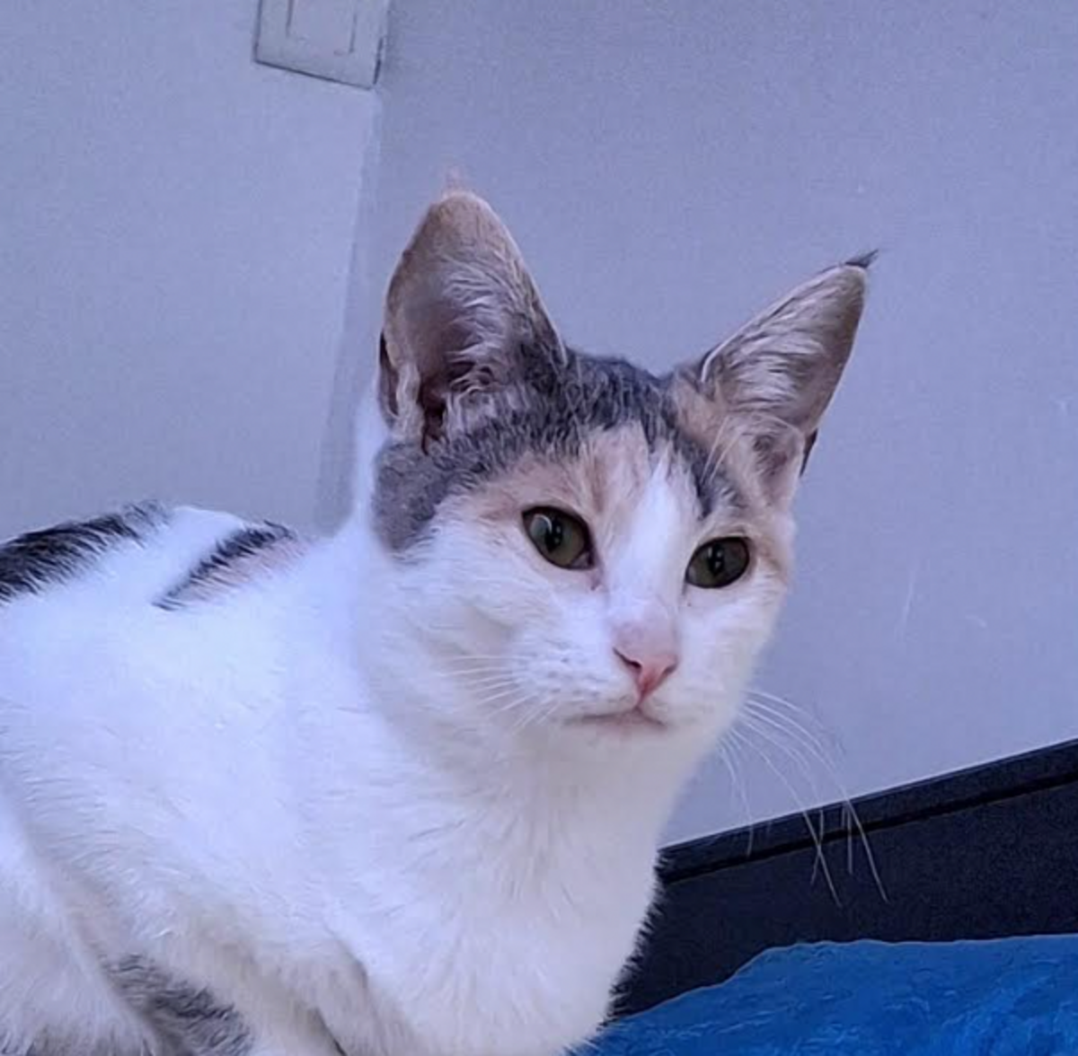 Adoption Bo & Saria
