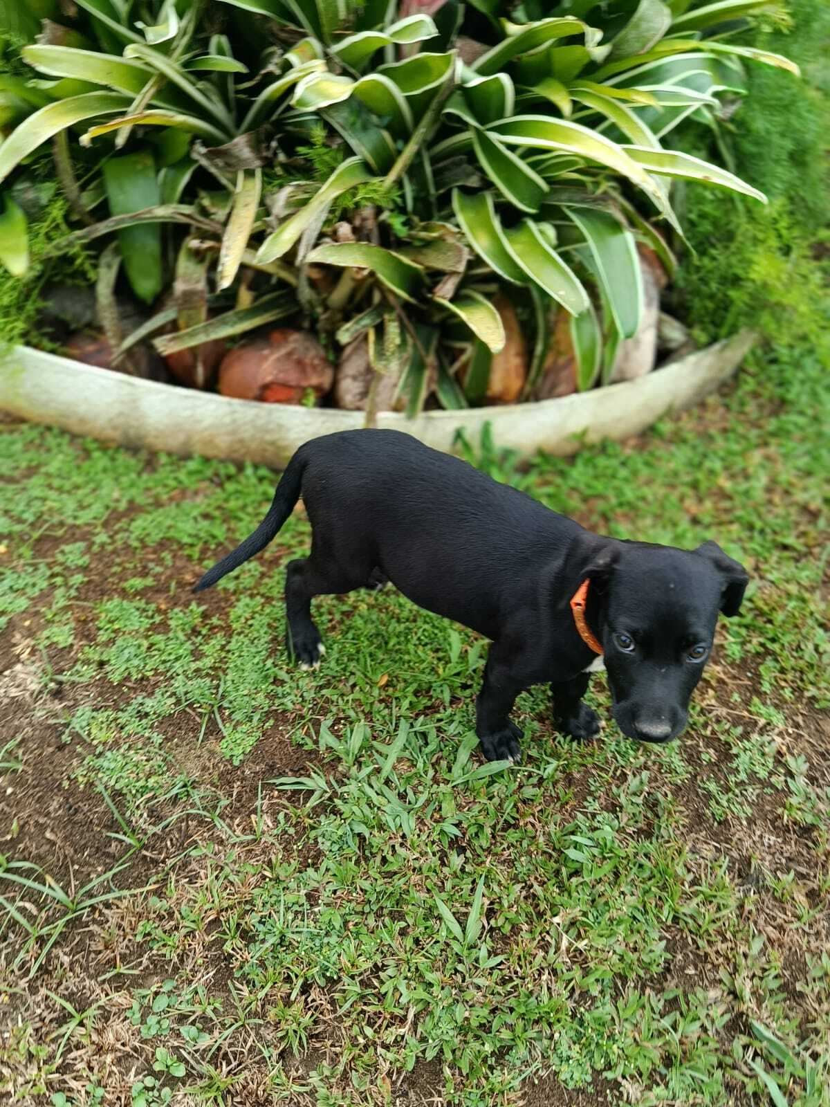Adoption Peekie