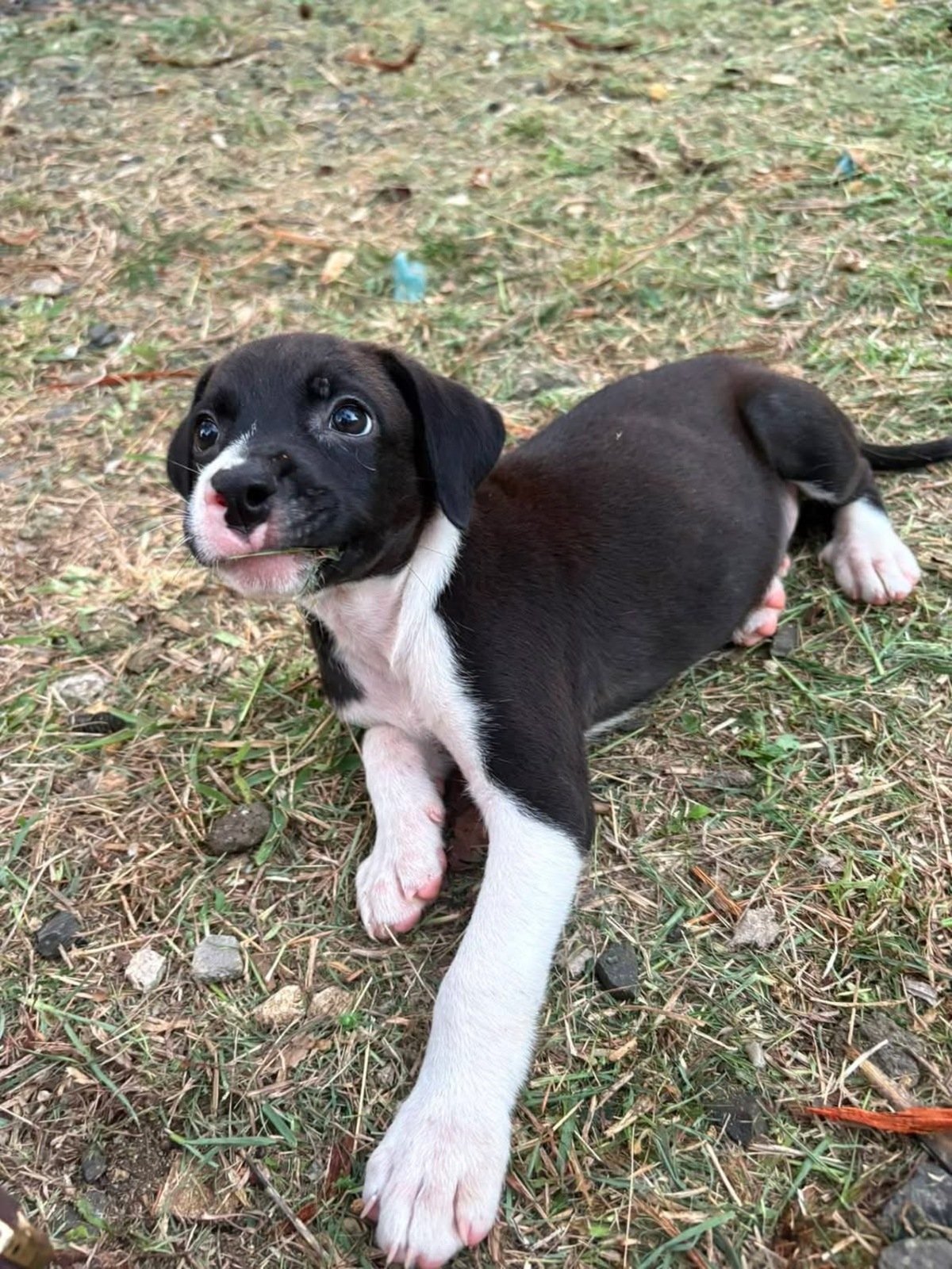 Adoption Nouche