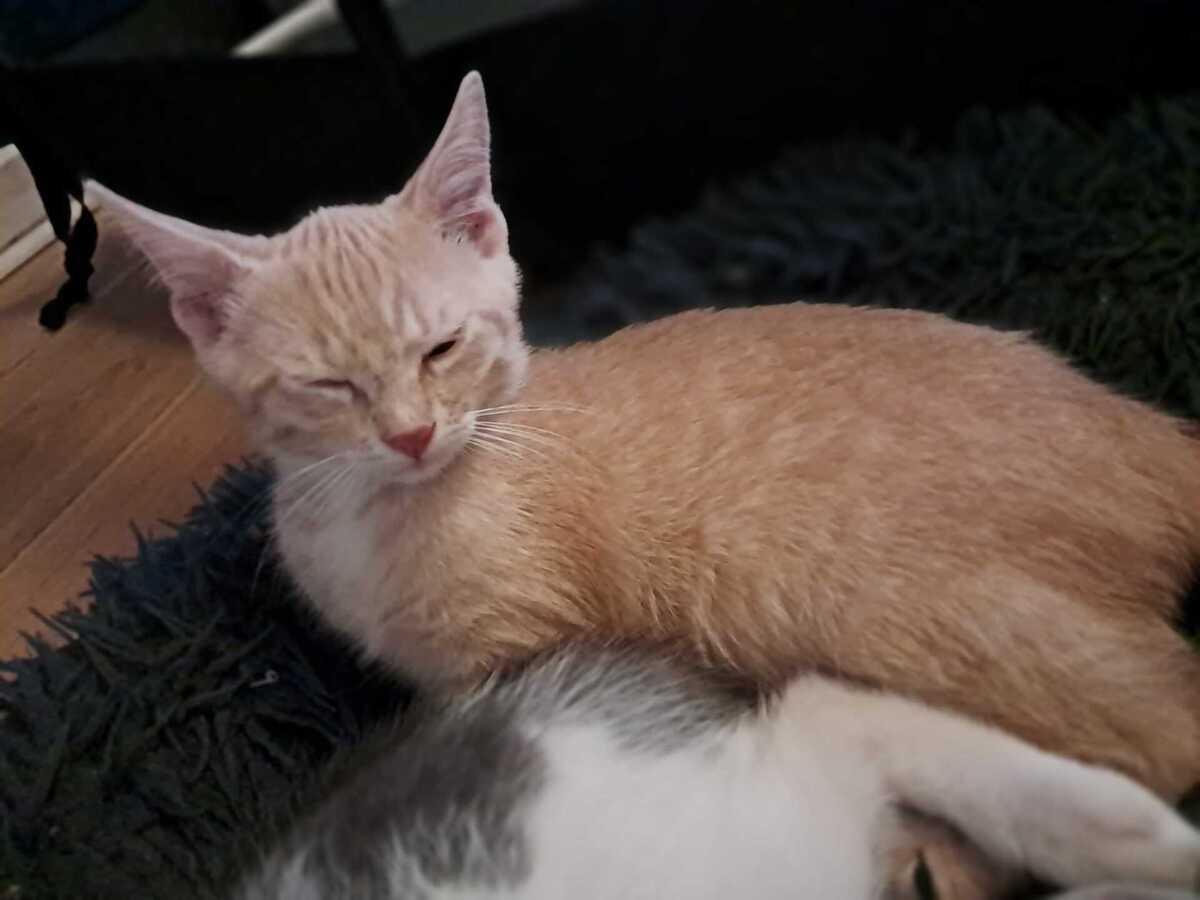 Adoption Aïko