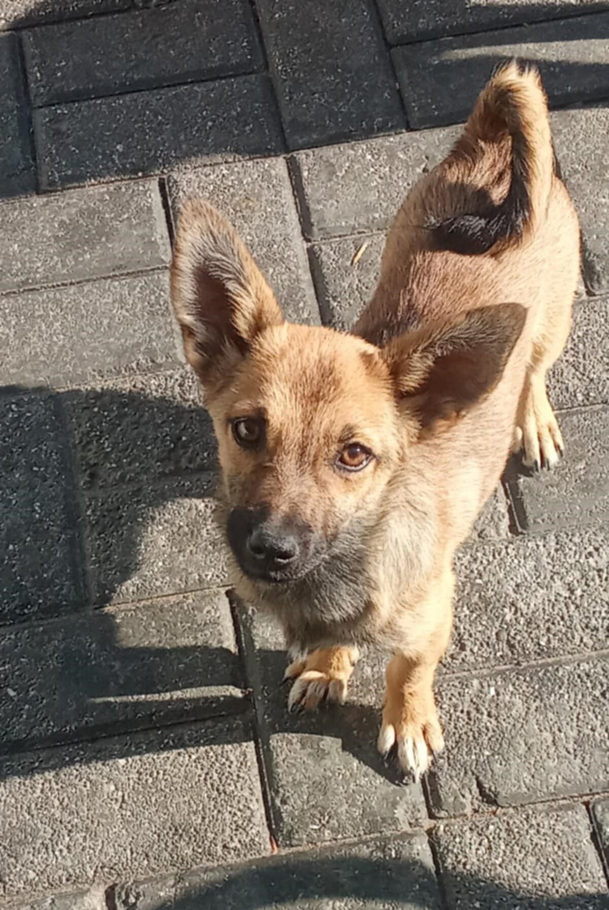 Adoption Bonnie