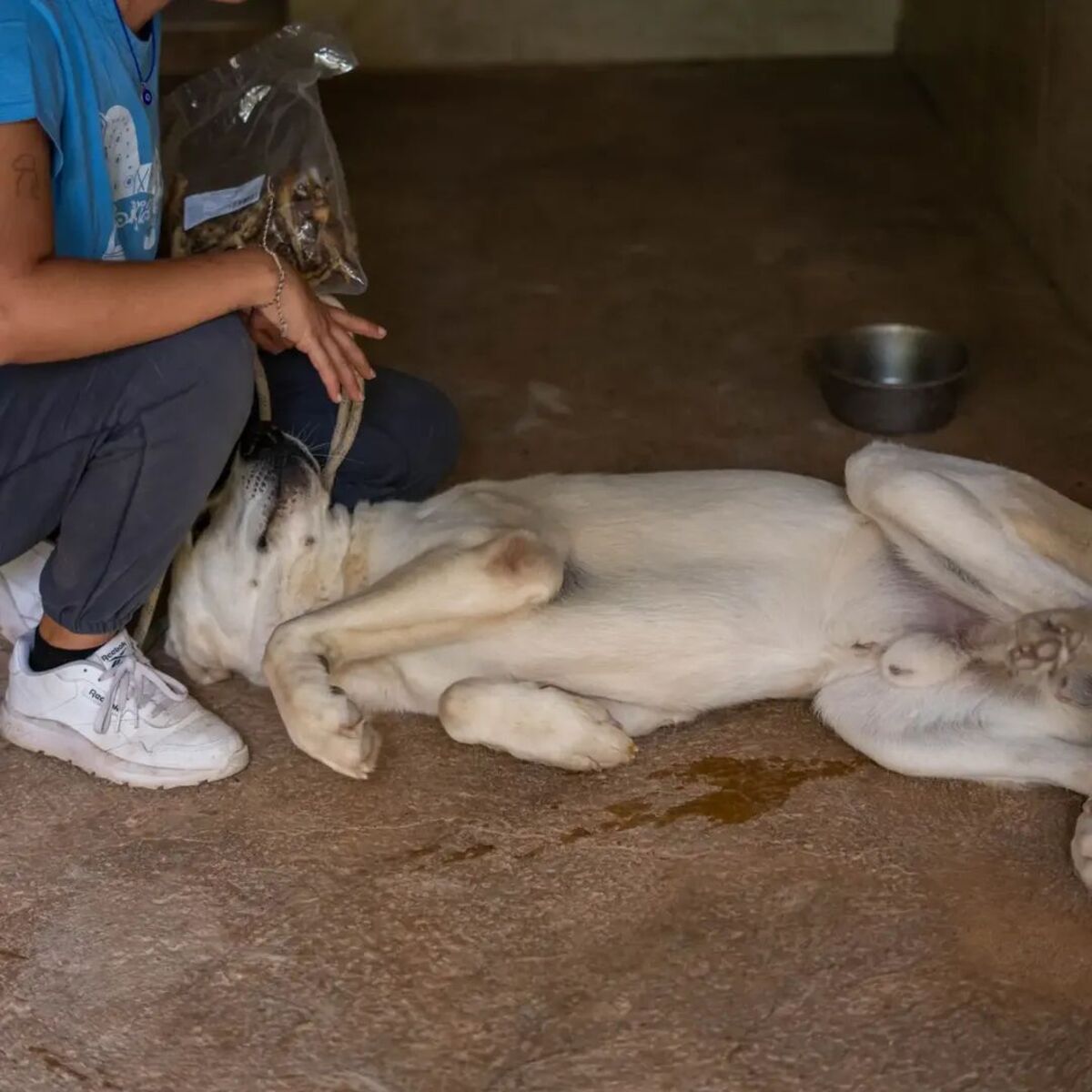 Adoption Fito