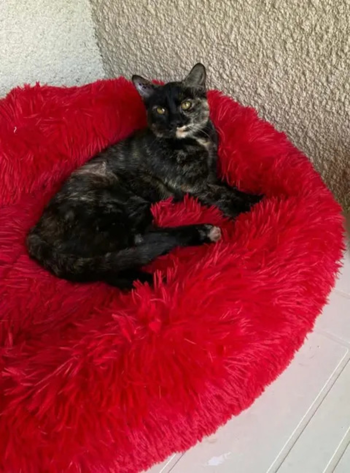Adoption Bonnie