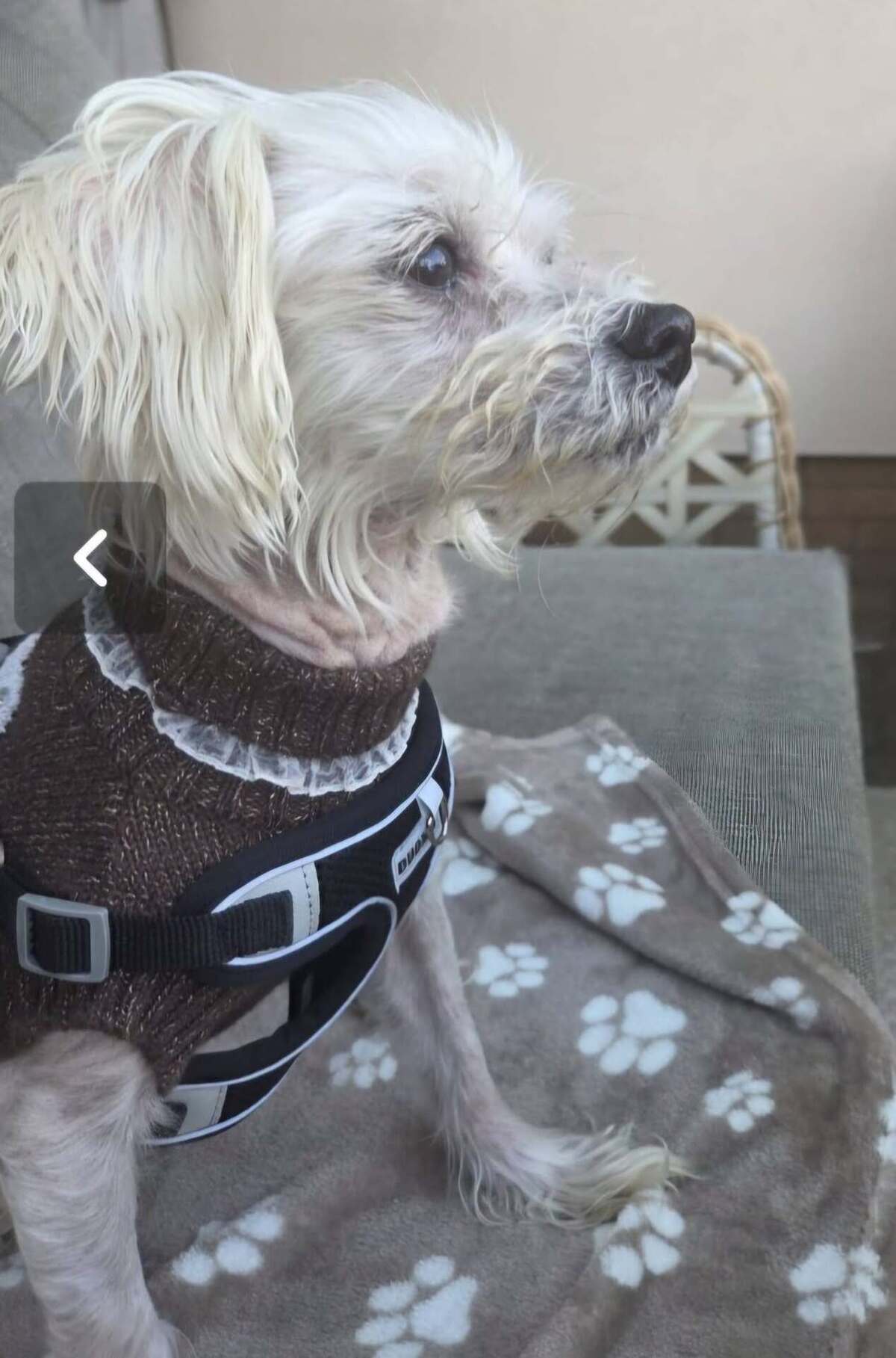 Adoption Nelly