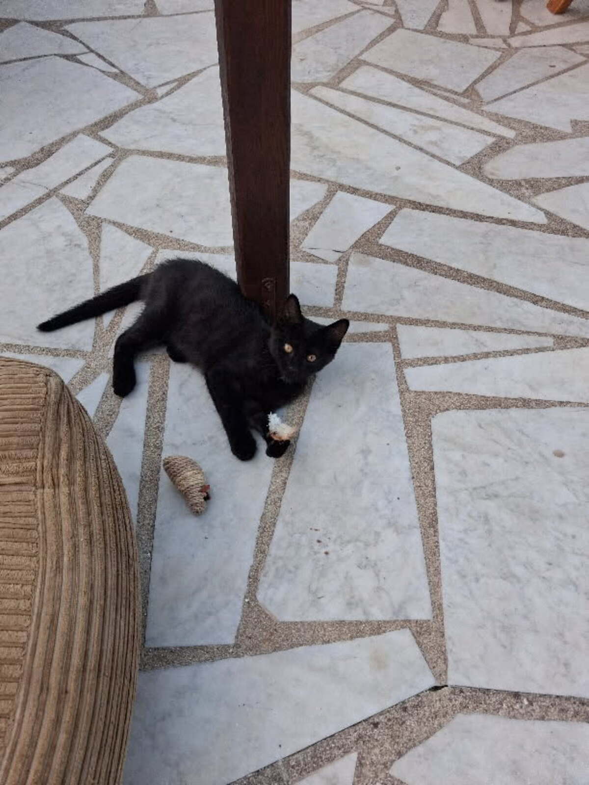 Adoption SPOT