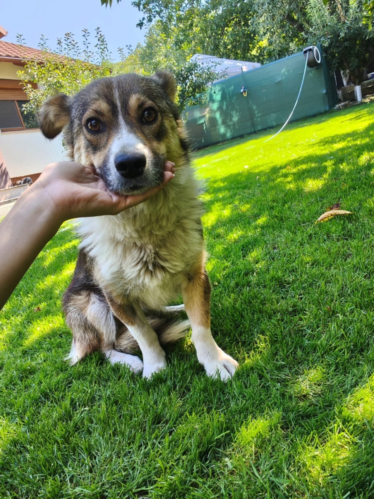 Adoption Kina