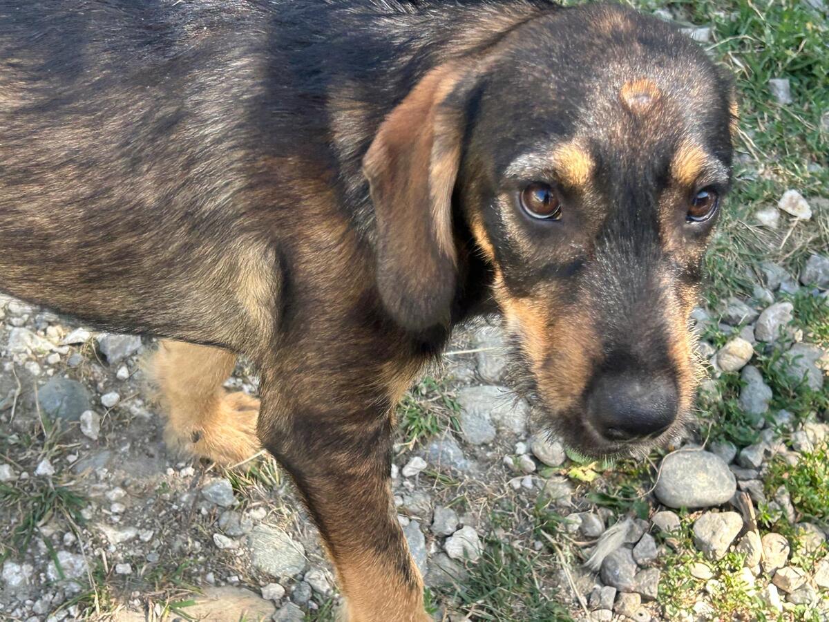 Adoption Leni