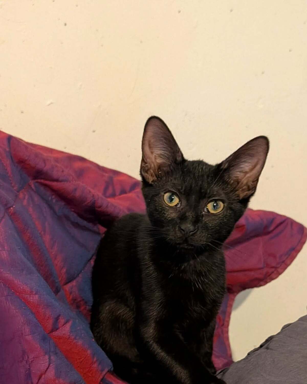 Adoption VELOUR ET CHAUSSON