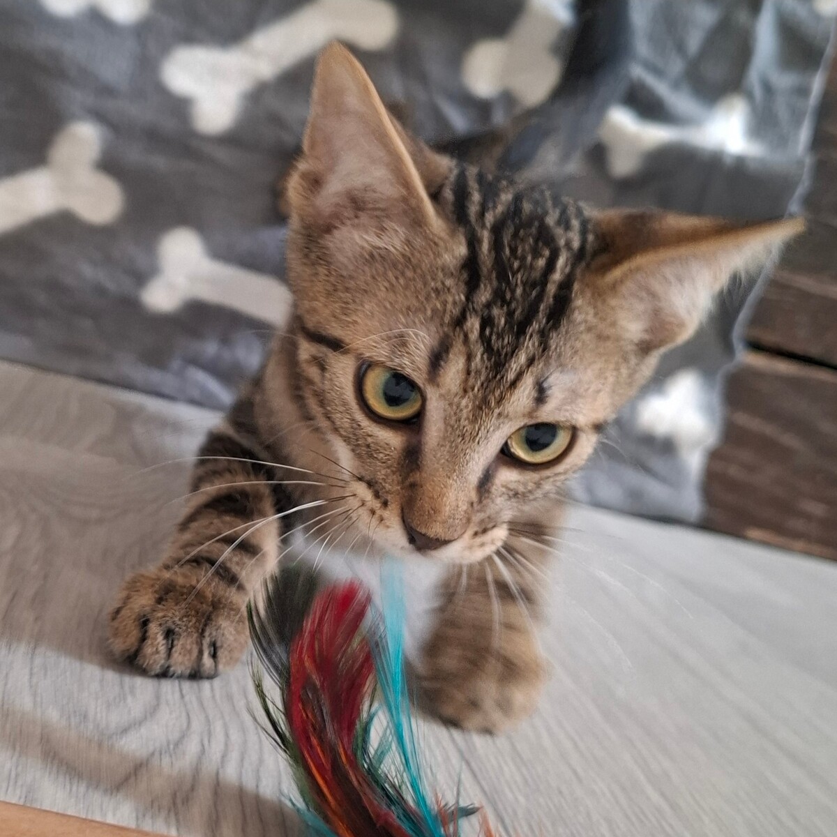 Adoption BRYO