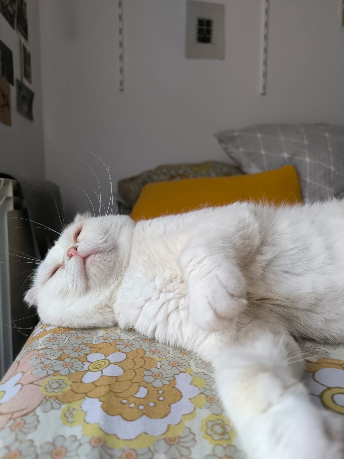 Adoption Nestor