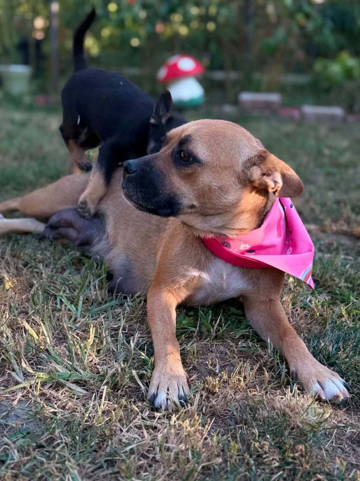 Adoption Madeleine