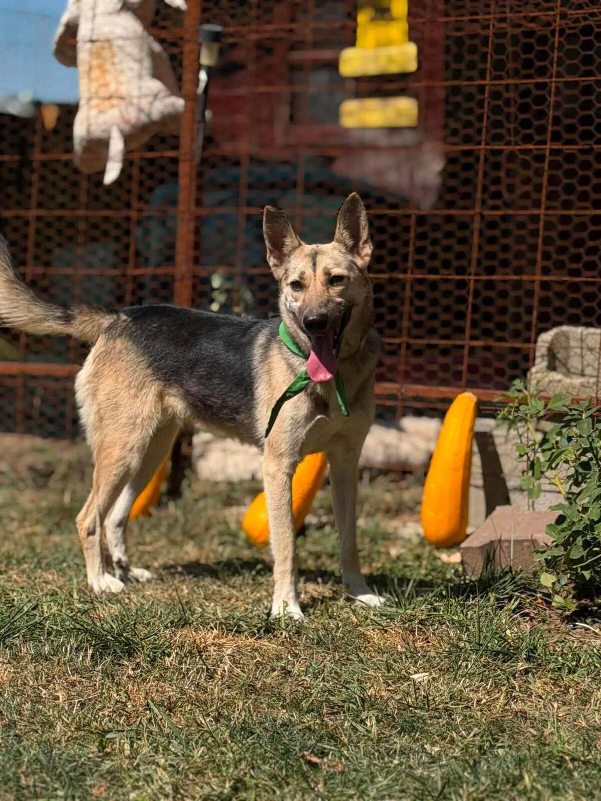 Adoption Lynx