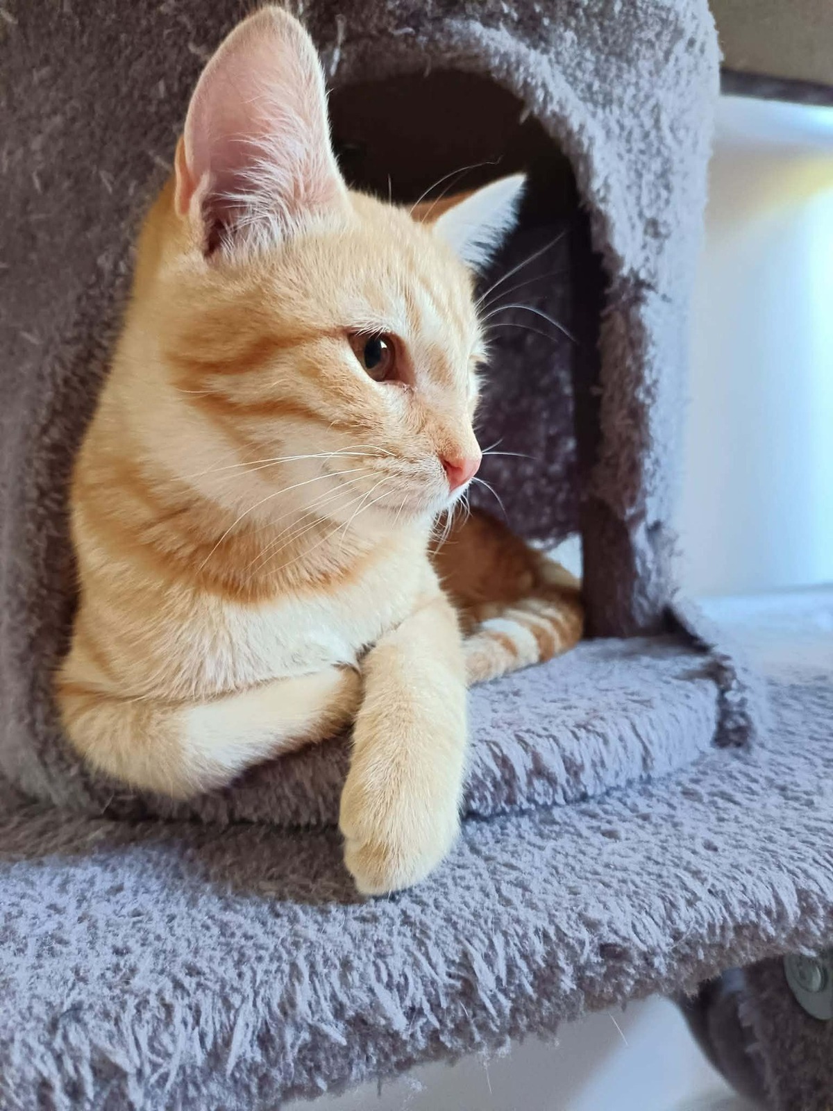 Adoption Murphy