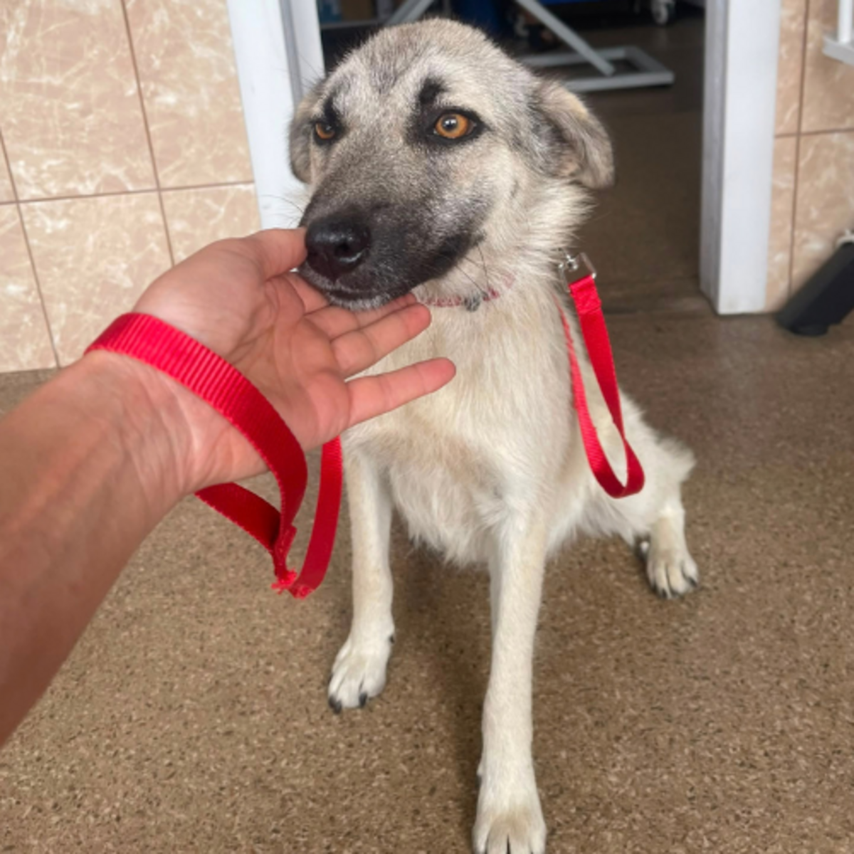 Adoption Nady