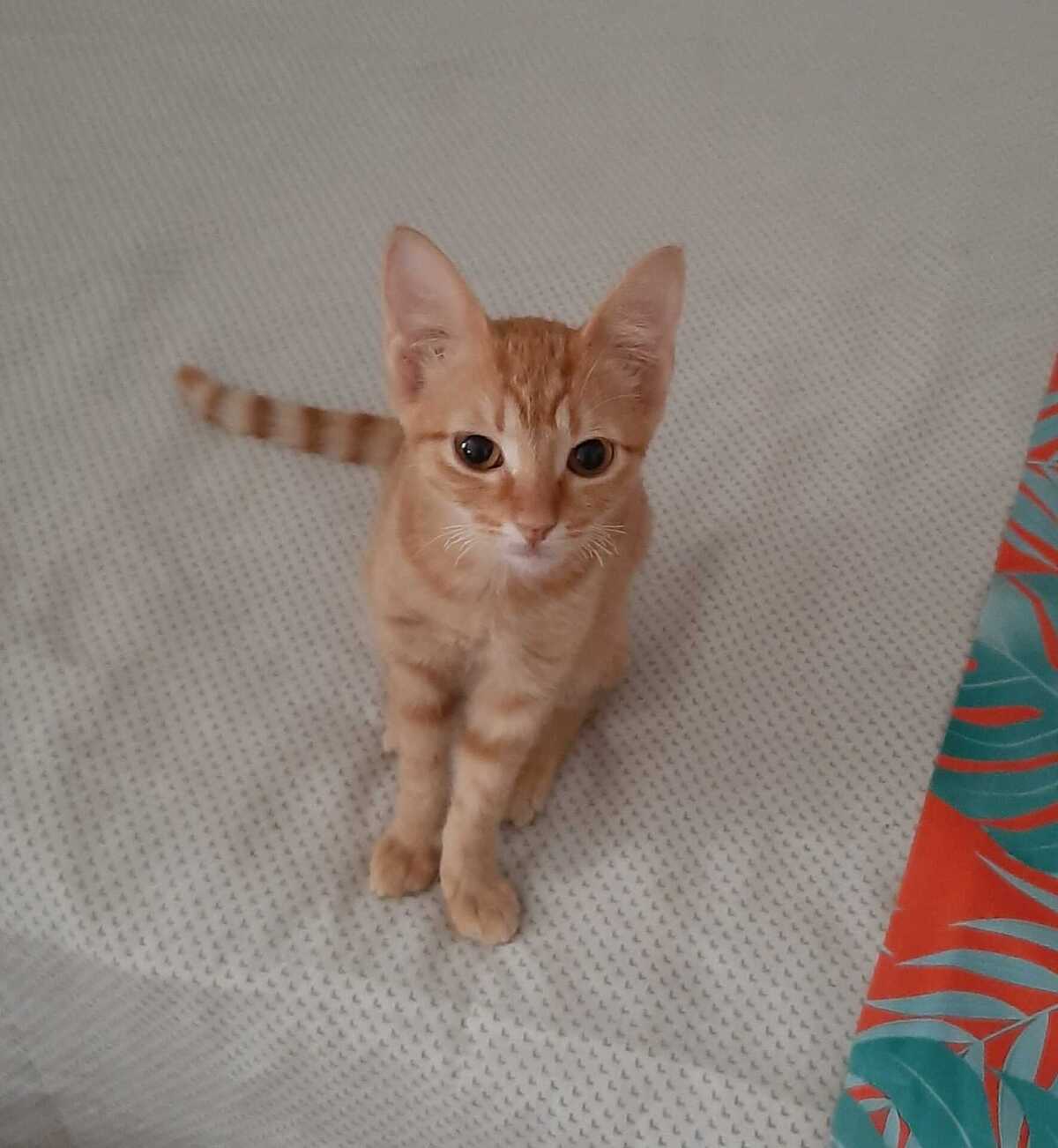 Adoption Alvin