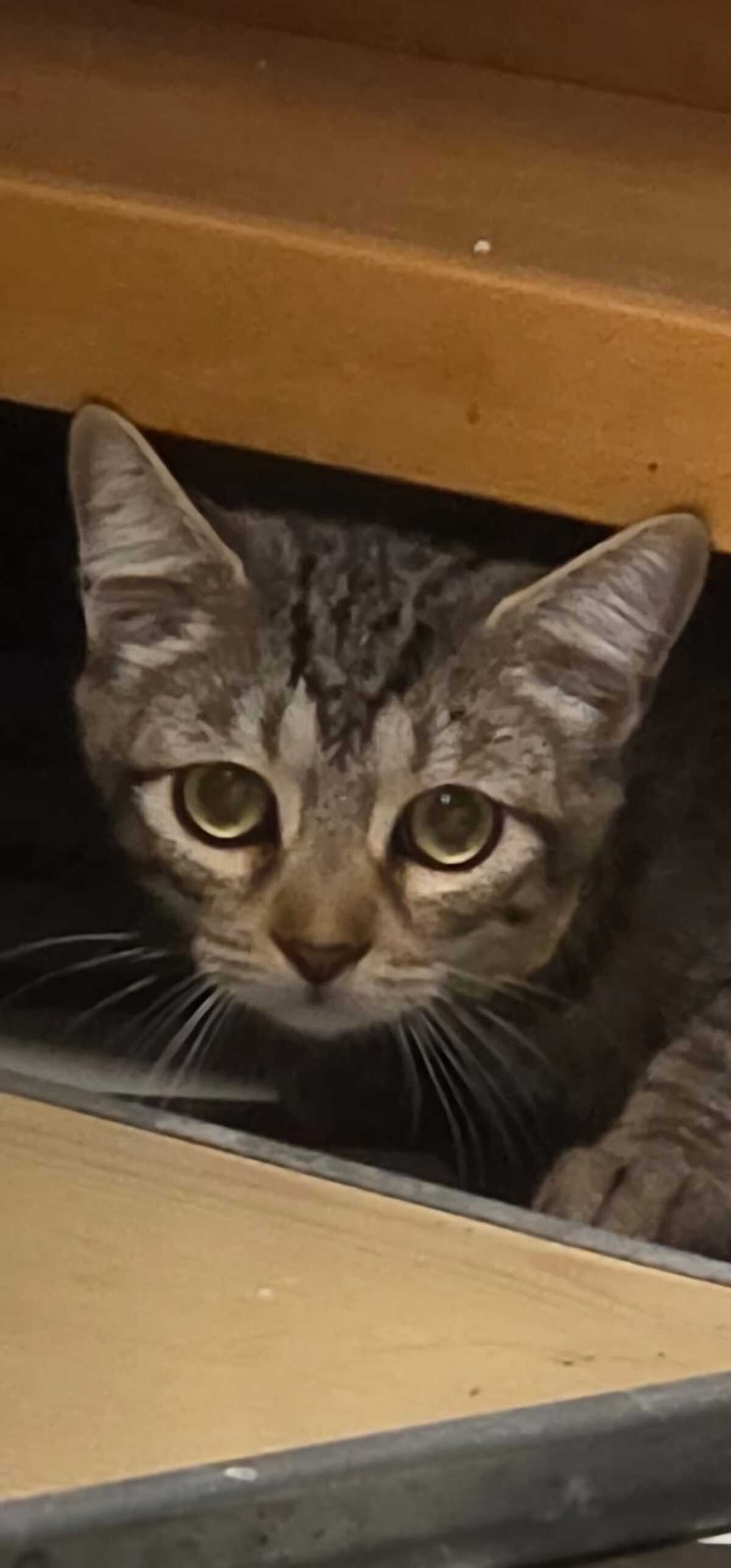 Adoption TITI