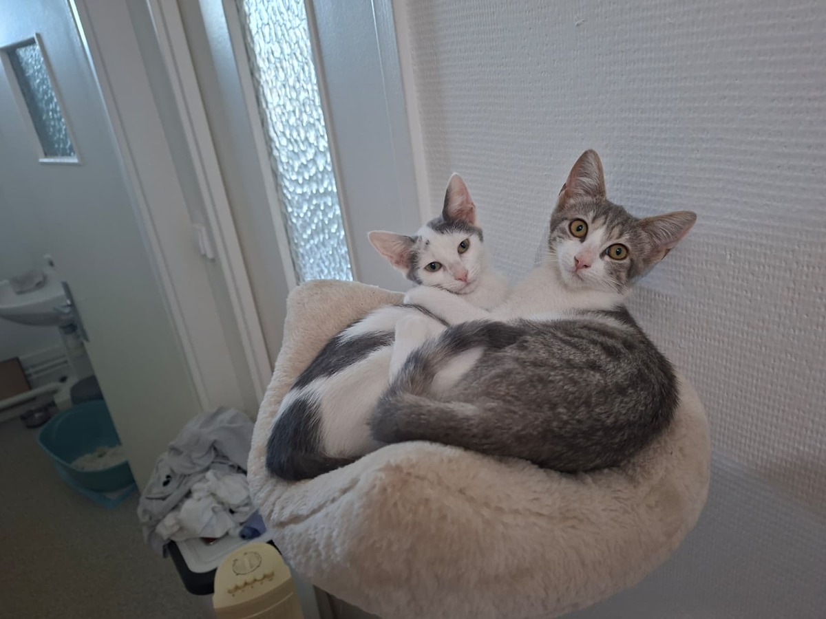 Adoption Gilda