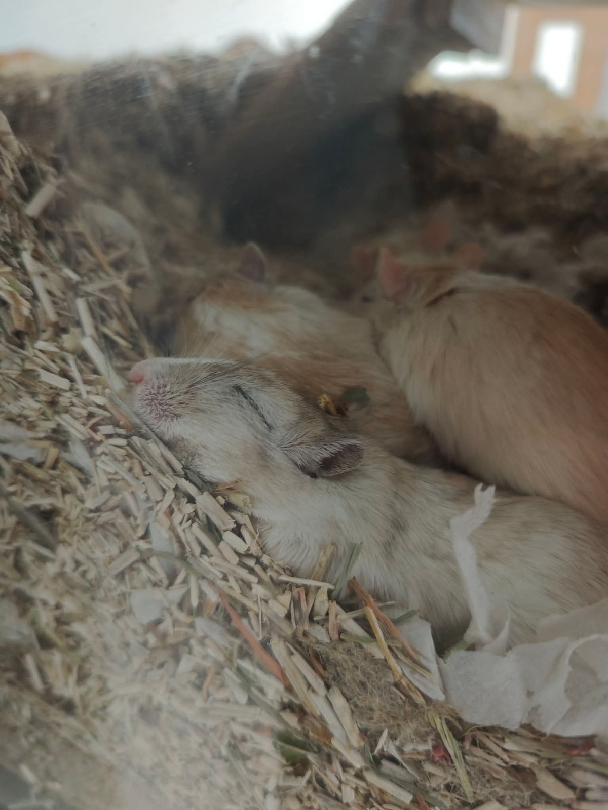 Adoption Truffe Morille et Girolle