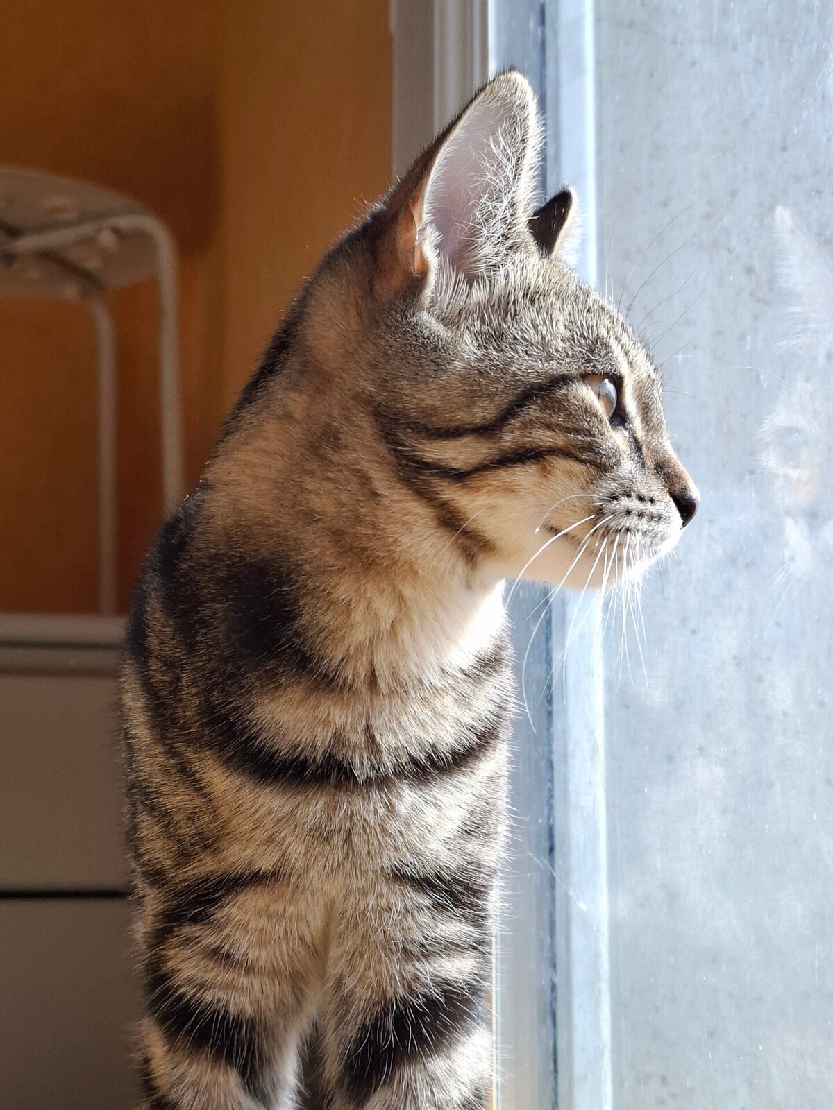 Adoption Biquette