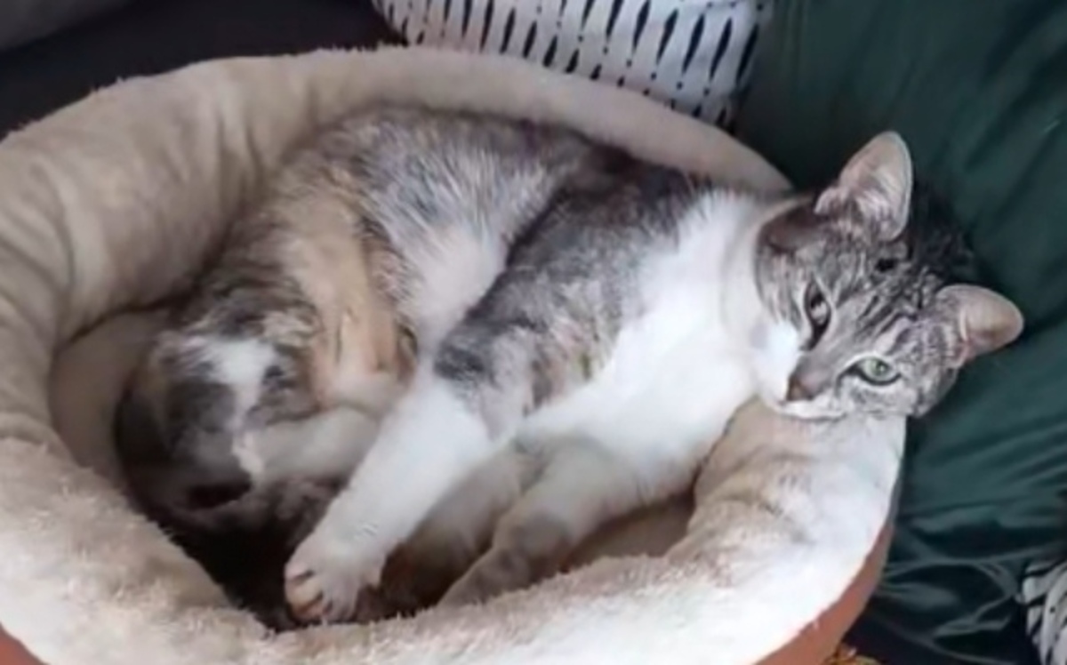 Adoption Filoute