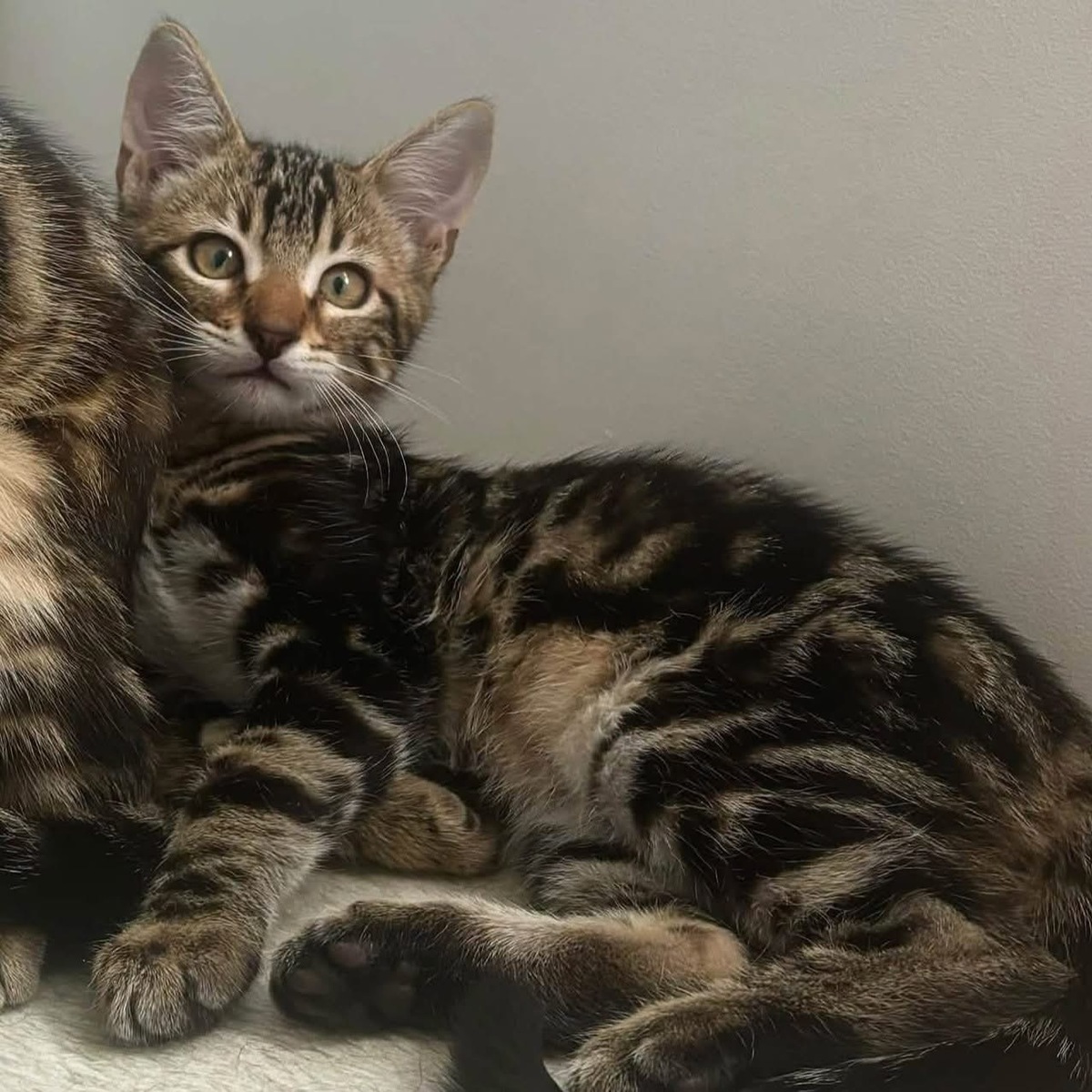 Adoption Taz