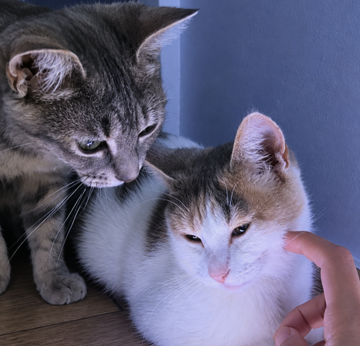Adoption Bo & Saria