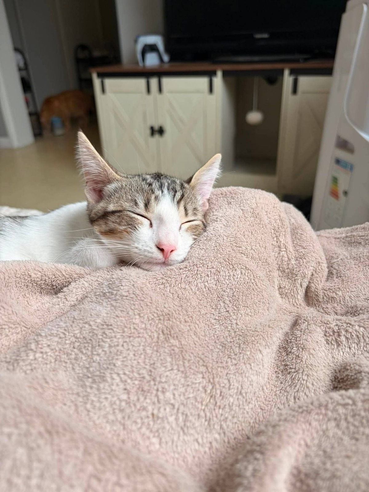 Adoption Tigrou
