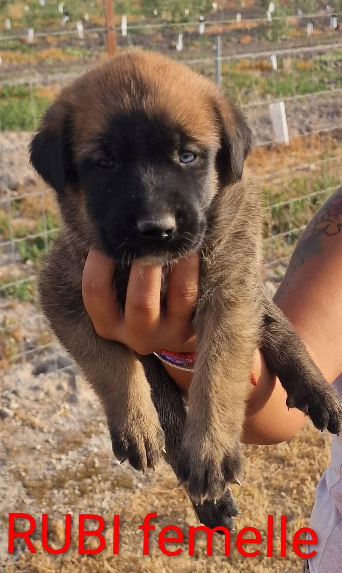 Adoption Rubi
