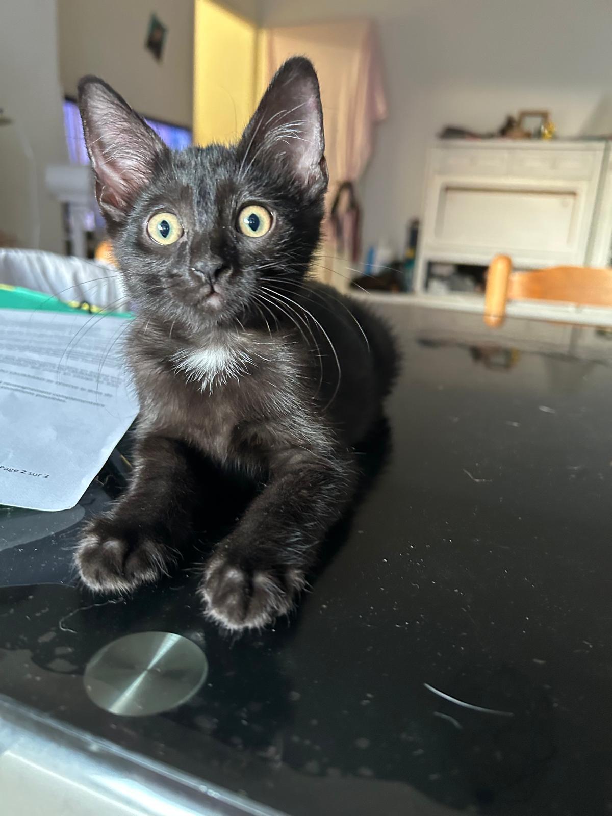 Adoption BIANCA