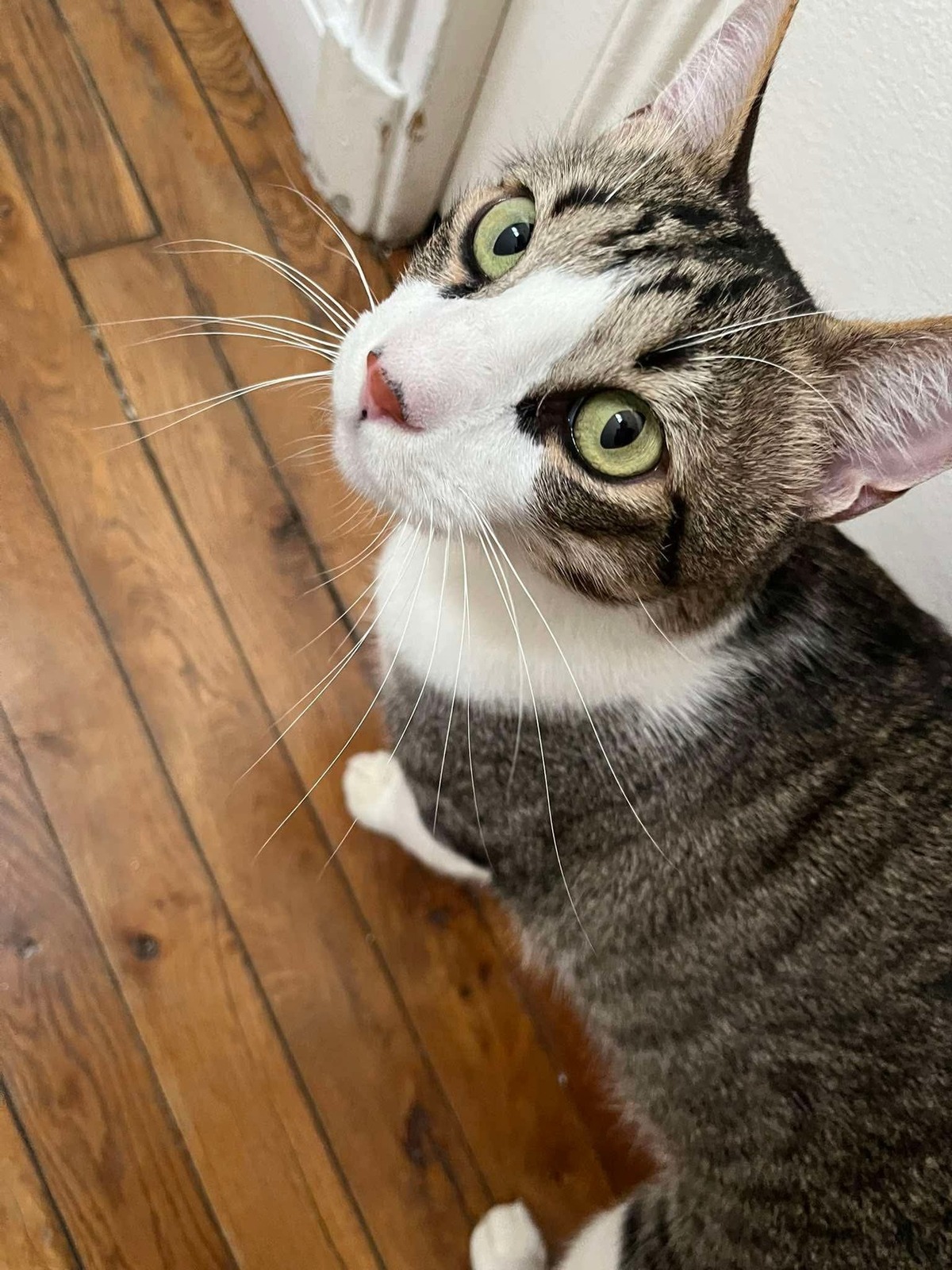 Adoption Mango