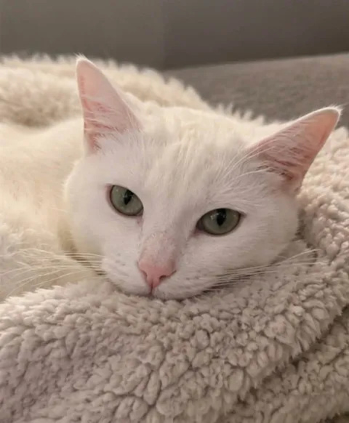 Adoption Bianca