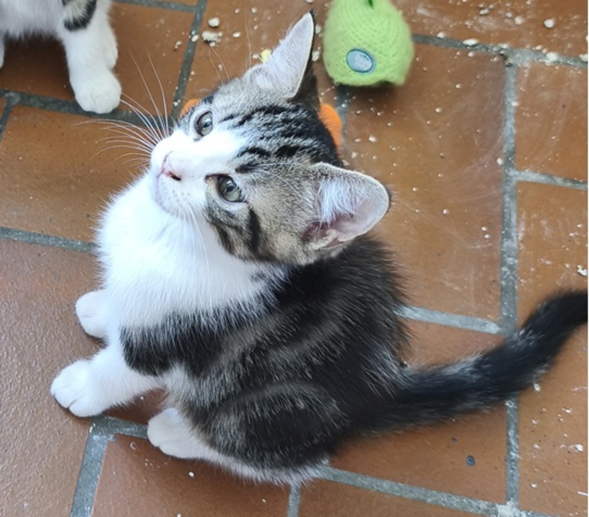 Adoption Bulle