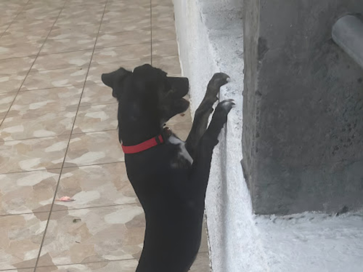 Adoption Tylia