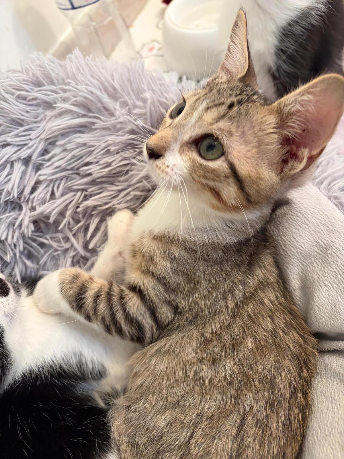 Adoption KAITO et SORA