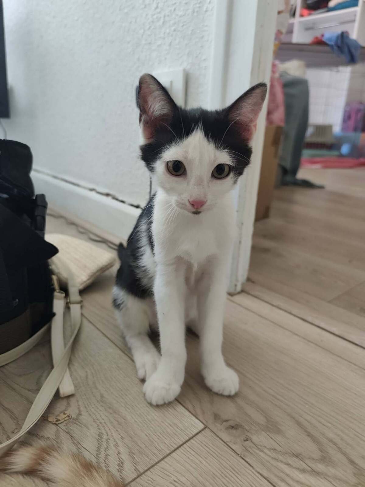 Adoption Barbichette