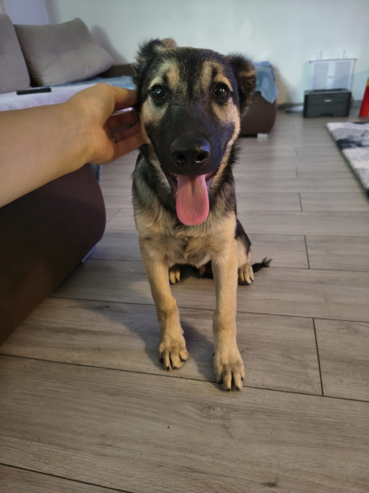Adoption Shado