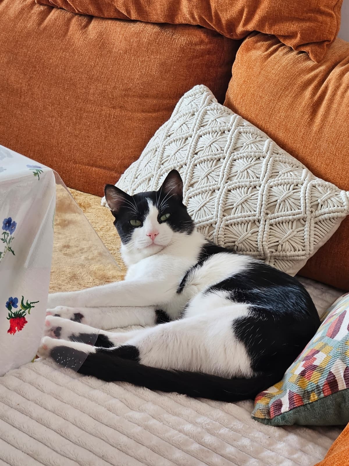 Adoption Comete