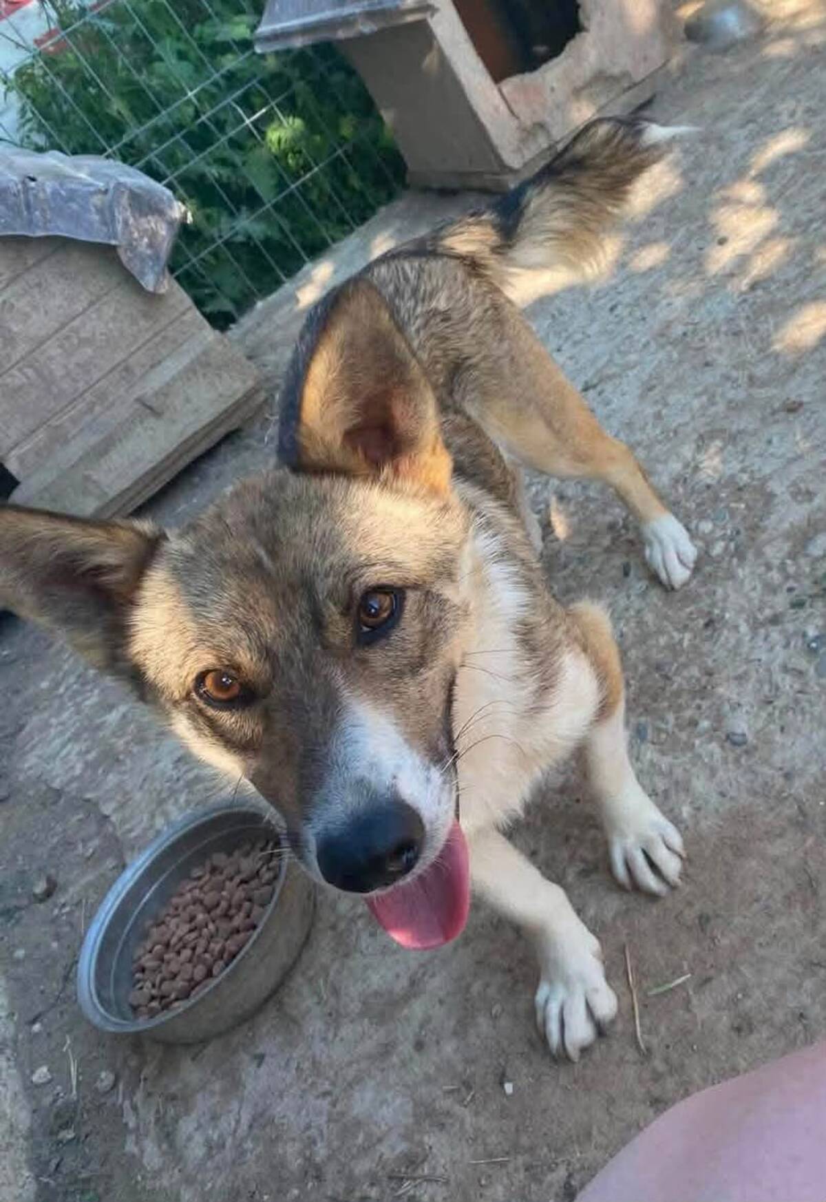 Adoption Tommy