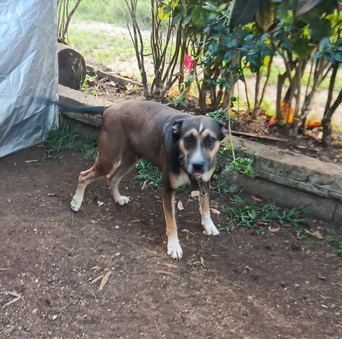 Adoption Zanah