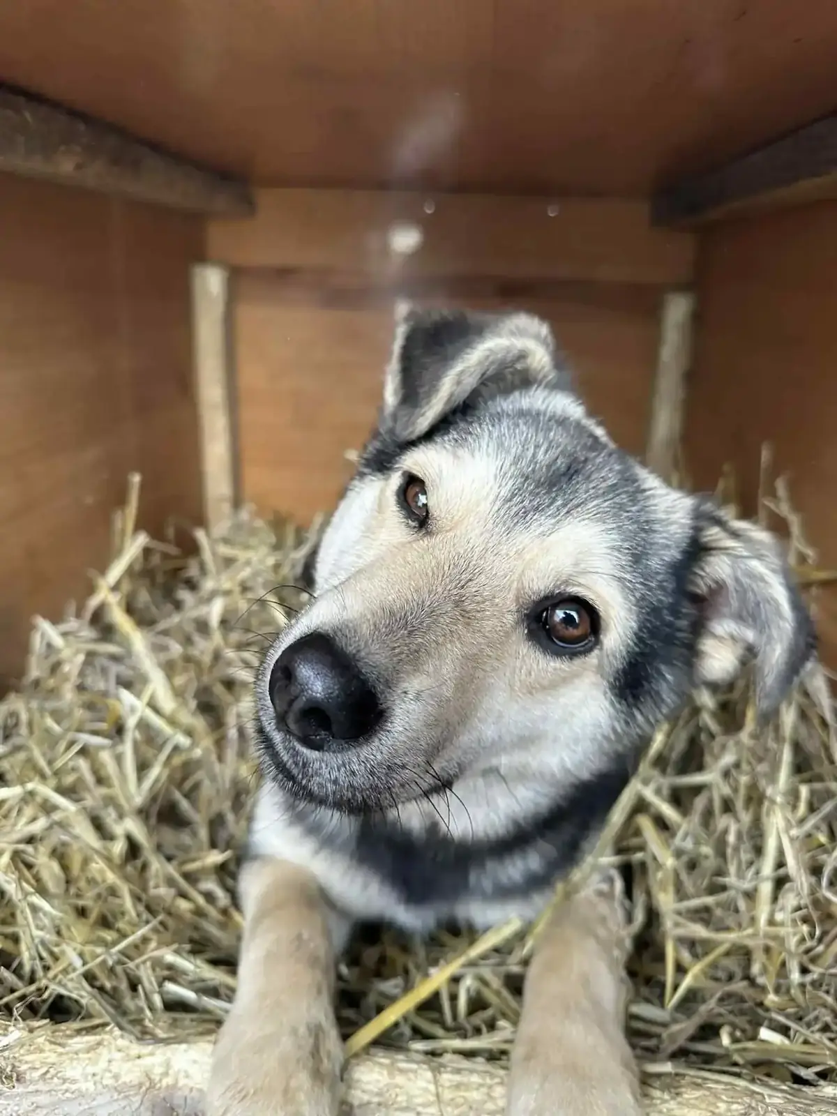 Adoption Arthur