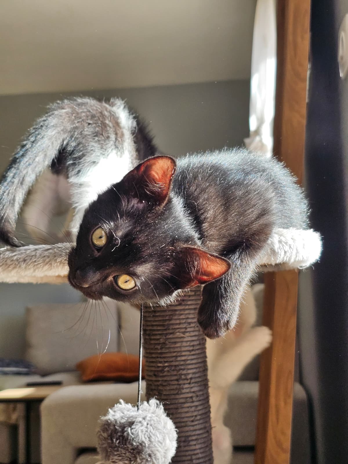 Adoption Barbouille