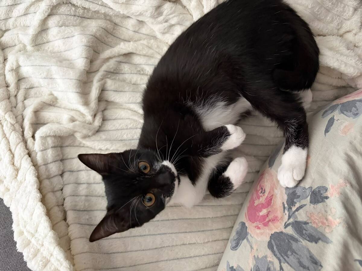 Adoption Fillette