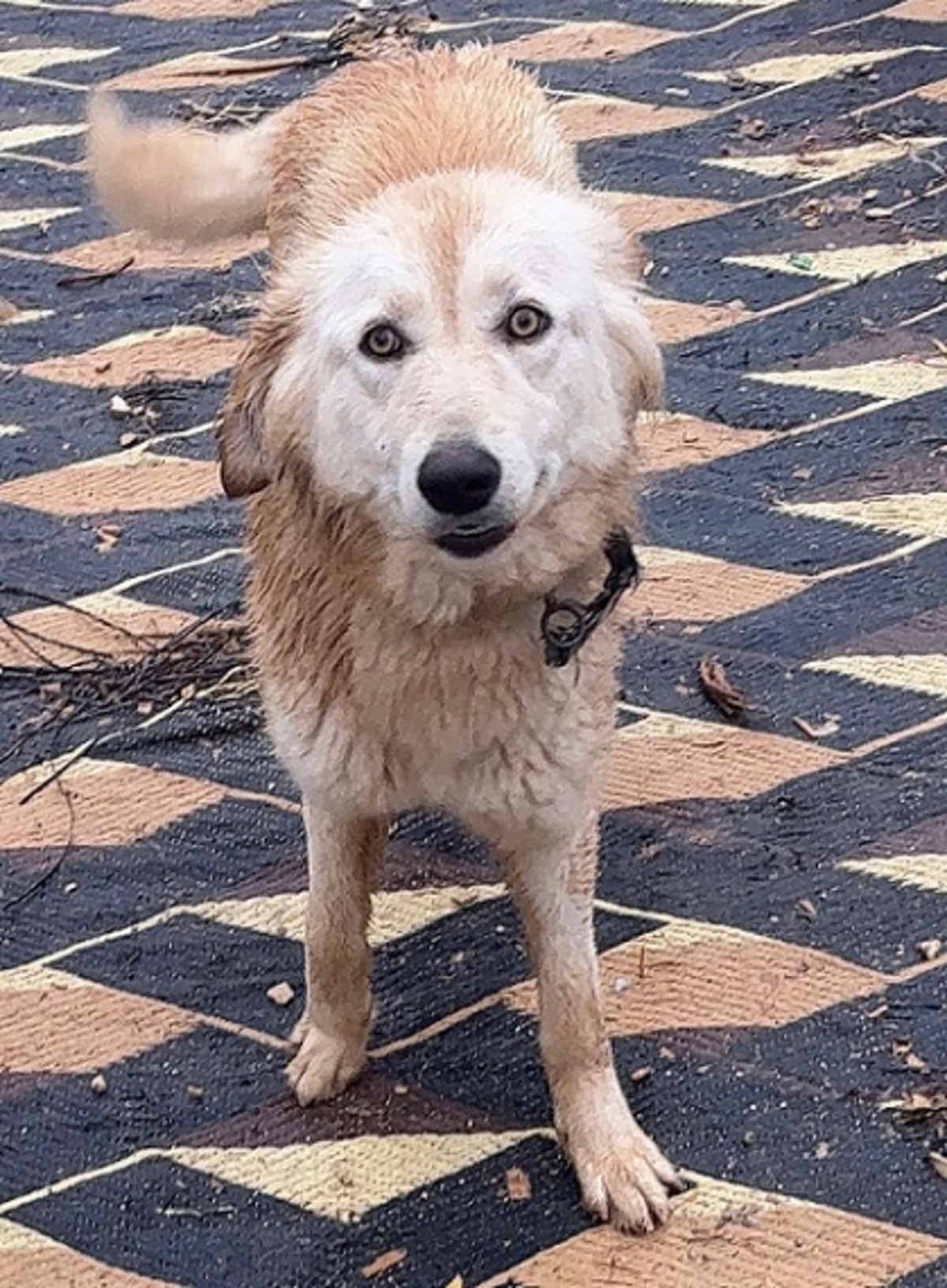 Adoption Izzy