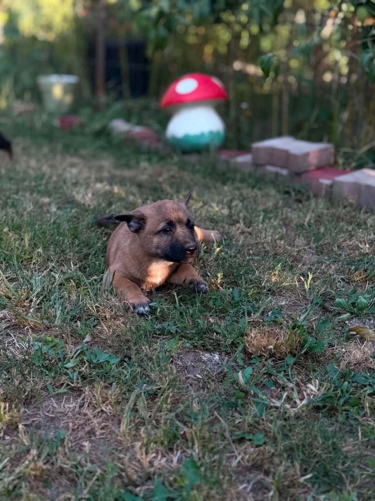 Adoption Crumble